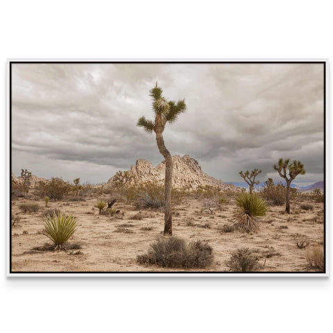 a picture of a joshua tree in the desert