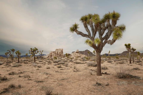 a joshua tree in the middle of a desert