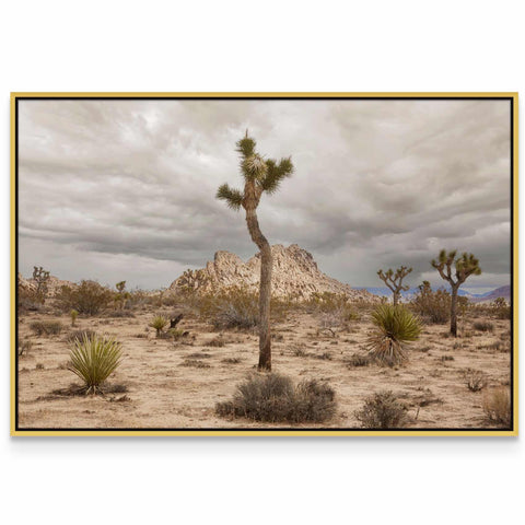 a picture of a joshua tree in the desert