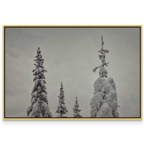 a black and white photo of snow covered trees