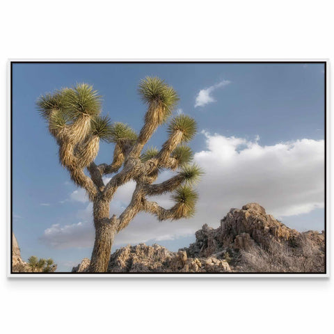 Joshua Tree National Park III