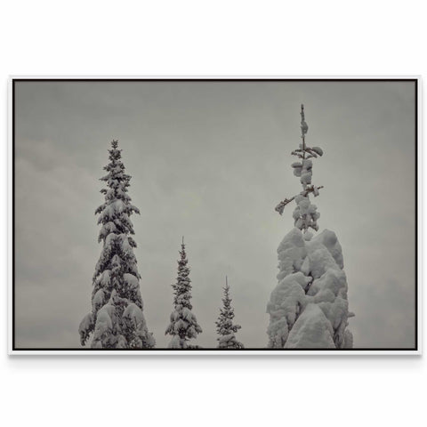 a black and white photo of snow covered trees