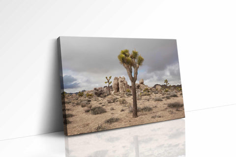 a picture of a joshua tree in the desert