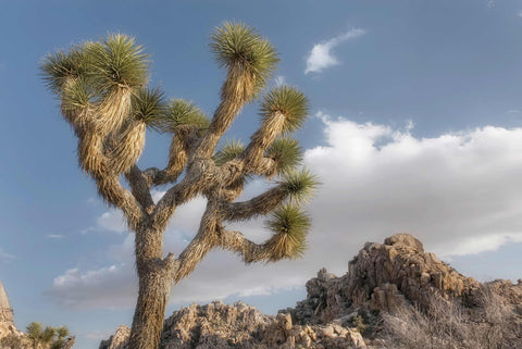 Joshua Tree National Park III