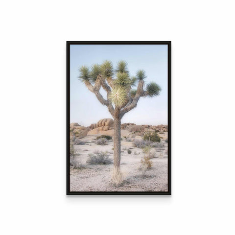a framed photograph of a joshua tree in the desert