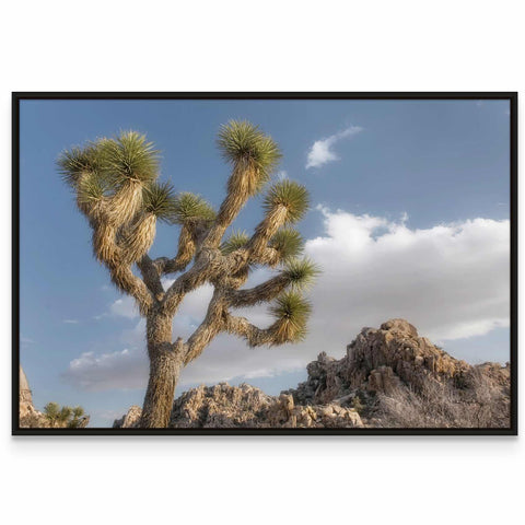 Joshua Tree National Park III