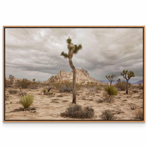 a picture of a joshua tree in the desert