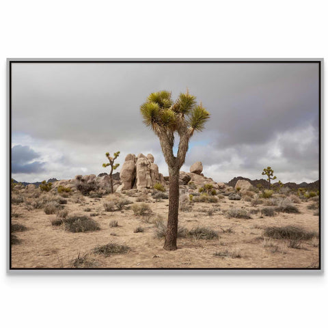 a picture of a joshua tree in the desert