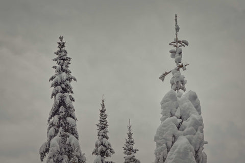 a couple of trees that are covered in snow