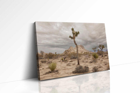 a desert scene with a joshua tree in the foreground