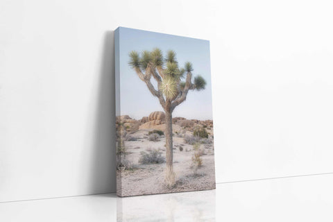 a picture of a joshua tree in the desert