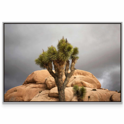 a picture of a joshua tree on a cloudy day