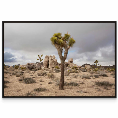 a picture of a joshua tree in the desert