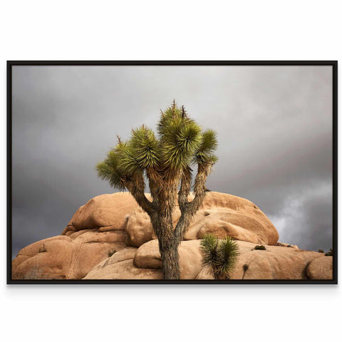 a picture of a joshua tree in the desert