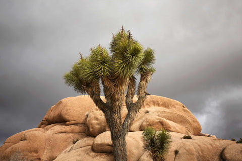 a joshua tree in the desert under a cloudy sky