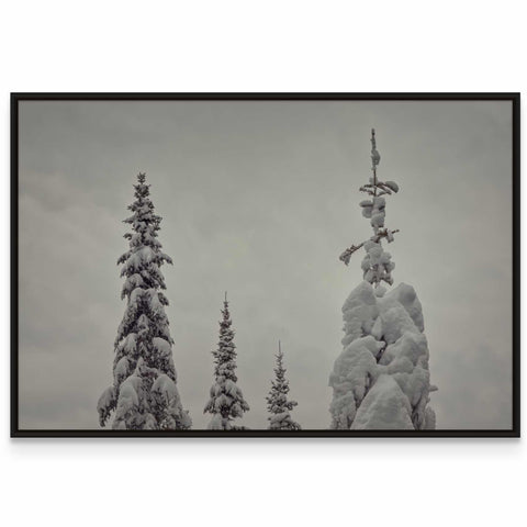 a black and white photo of snow covered trees