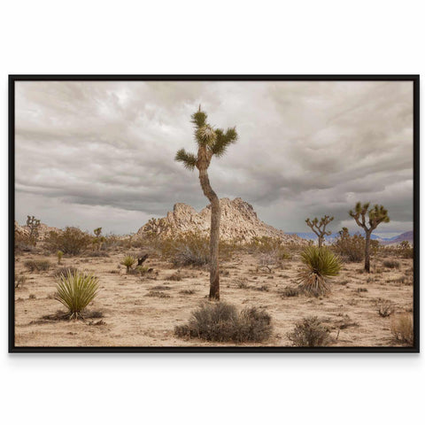 a picture of a joshua tree in the desert