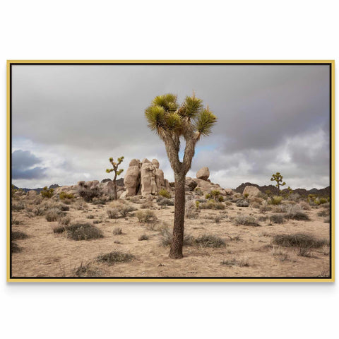 a picture of a joshua tree in the desert