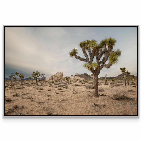 a picture of a joshua tree in the desert