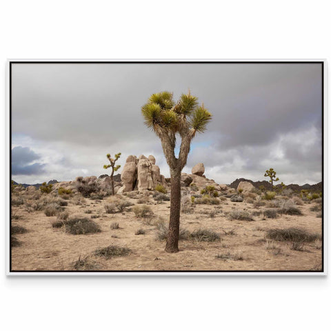 a joshua tree in the middle of a desert