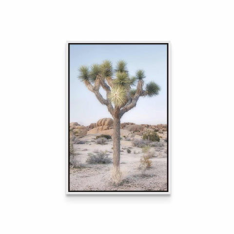 a picture of a joshua tree in the desert