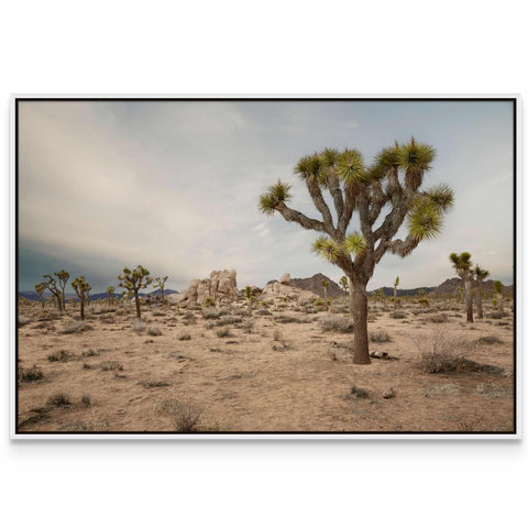 a picture of a joshua tree in the desert